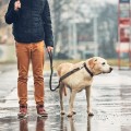 PETGANG Smycz bungee dla dużego psa z rączką (3).jpg