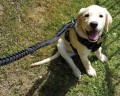 PETGANG Smycz bungee dla dużego psa z rączką (12).jpg